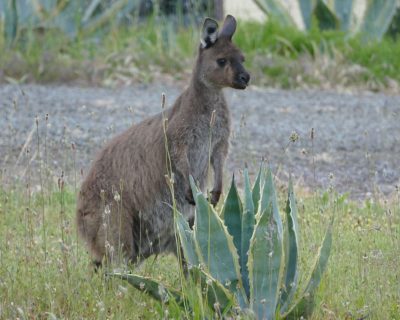 Kangaroo