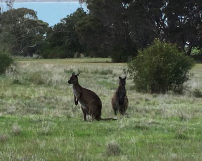 Kangaroos