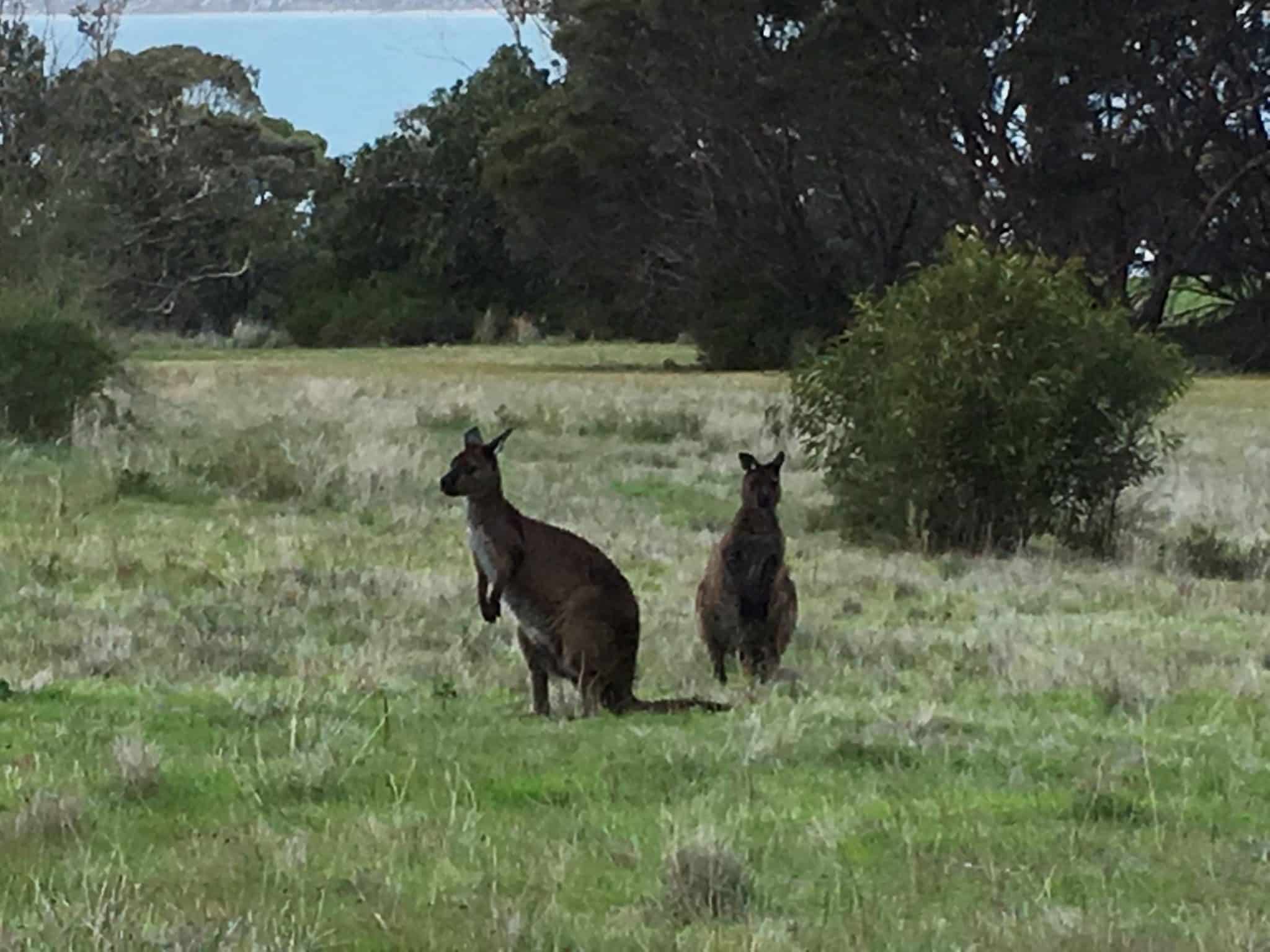 Kangaroos