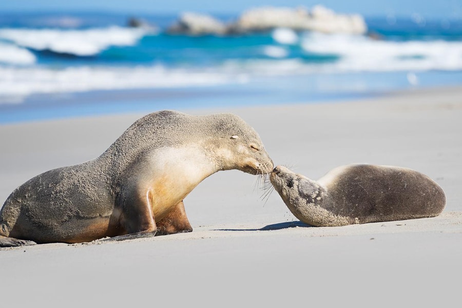 mother-seal-kiss-baby-seal Kangaroo Island Welcome Mat