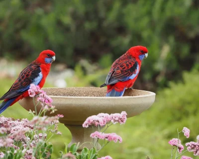 ALP Crimson Rosella