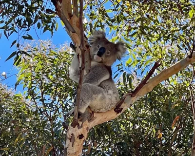 ALP koala1
