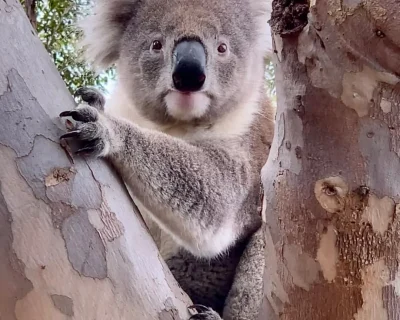 ALP koala2