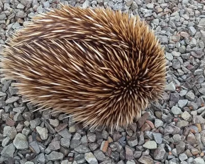 Echidna 1