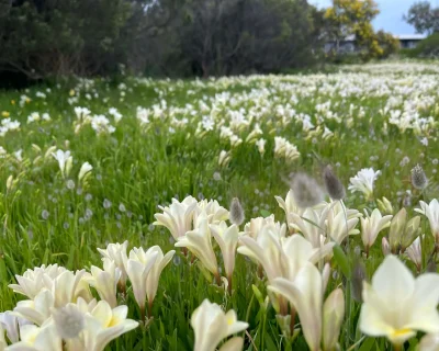 KI wildflowers 1 (1)