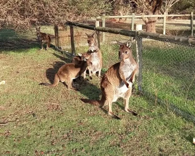 Kangaroos 3