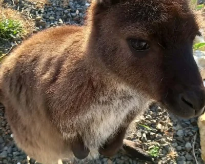 Kangaroos 4