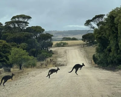 Kangaroos